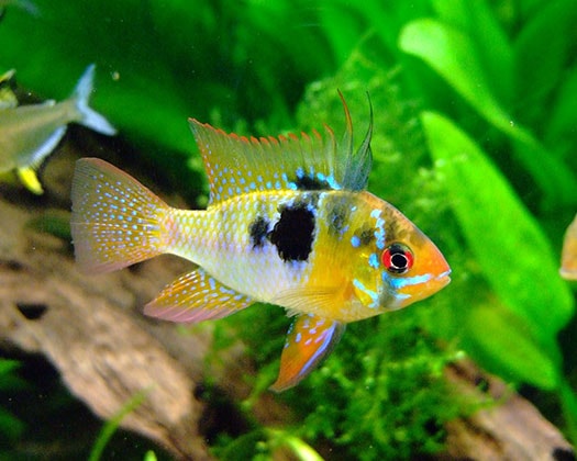 Afrikanischer Cichlid