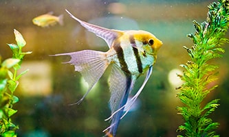 Fisch im Aquarium
